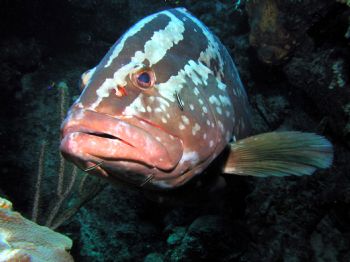 Digital wide angle, Olympus 4040, Little Cayman. January ... by Barbara Hinton 